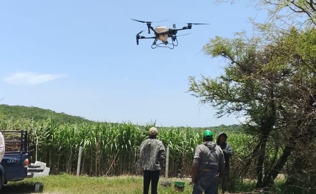 Usan drones para fumigar con precisión los campos de cultivo en Tepeojuma