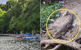 Esta es la historia de Baltazar, el cocodrilo abandonado en una laguna de Puebla