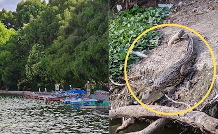 Esta es la historia de Baltazar, el cocodrilo abandonado en una laguna de Puebla