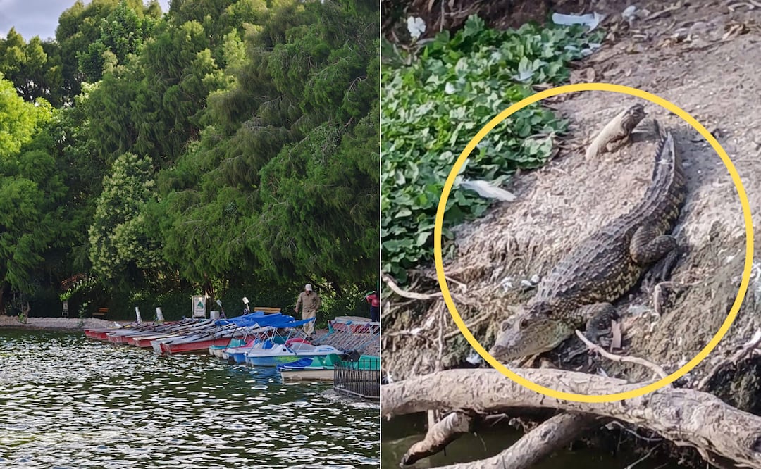Algunos visitantes a la laguna de San Baltazar Campeche han visto una cría de cocodrilo I Foto: EsImagen/RRSS