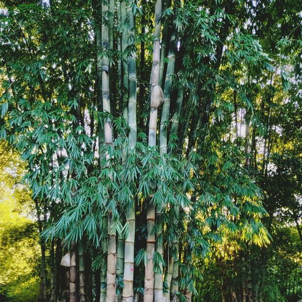 Foto: Facebook El Bambusal