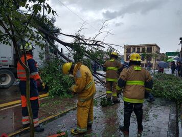 Reportan caída de árboles por fuertes lluvias en Puebla