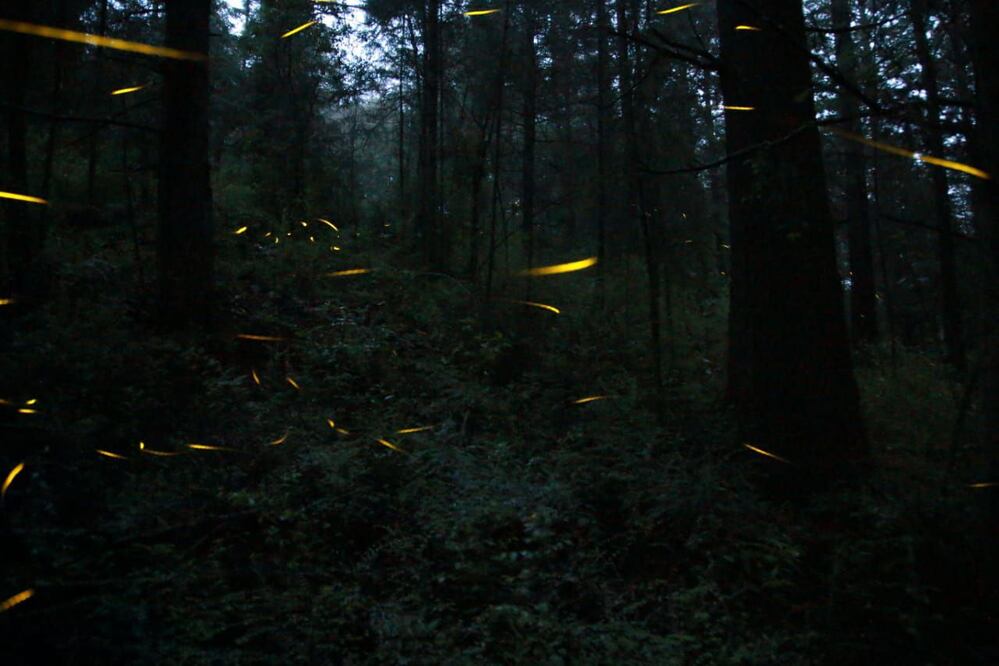 Agosto es la temporada ideal de avistamiento de luciérnagas en Puebla | Es Imagen para El Universal Puebla