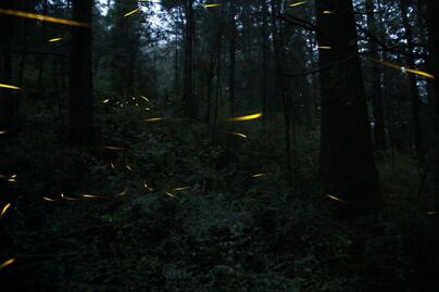 Cuánto cuesta visitar a las luciérnagas en Tlatlauquitepec