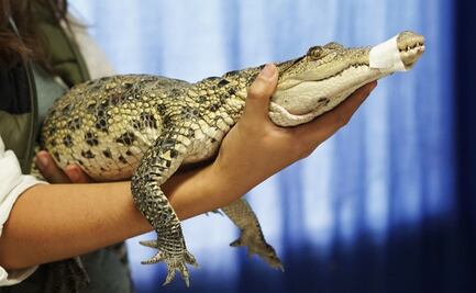 Me pareció ver a un lindo... ¿cocodrilo? Hallan reptil en patio de vivienda en Ecatepec