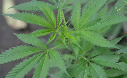 Hallan plantío de marihuana dentro de terreno en Azumiatla 