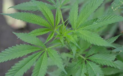 Hallan plantío de marihuana dentro de terreno en Azumiatla