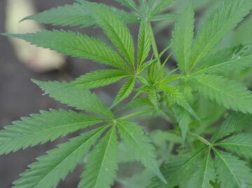 Hallan plantío de marihuana dentro de terreno en Azumiatla