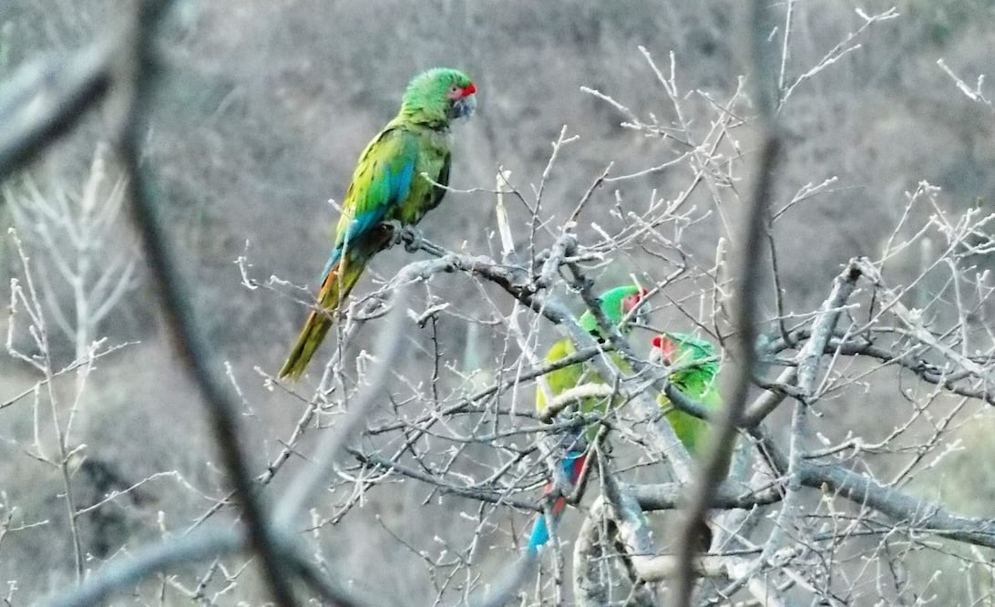 Foto: Comisión Nacional de Áreas Naturales Protegidas