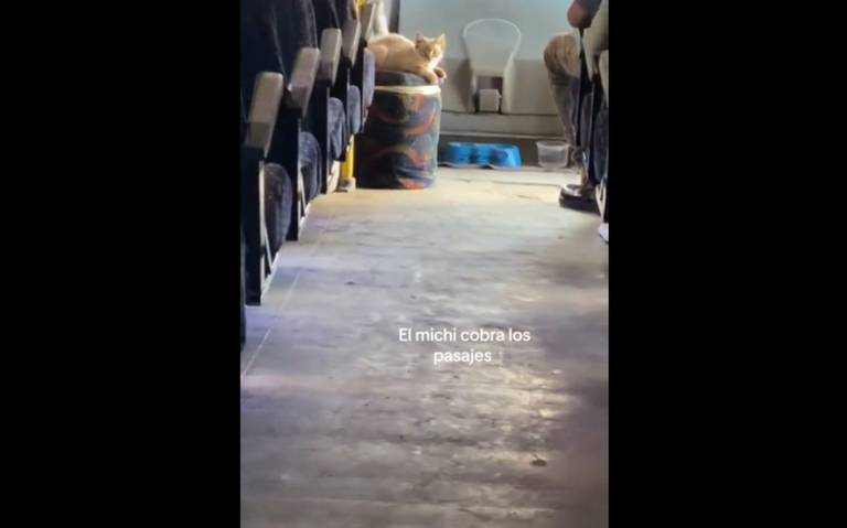 Gracias a un video compartido en TikTok por la usuaria Griss XX, la popularidad de Zafiro, el gatito que ya era conocido entre los usuarios habituales de la ruta, explotó en redes sociales. 

Foto: Producción El Universal Puebla