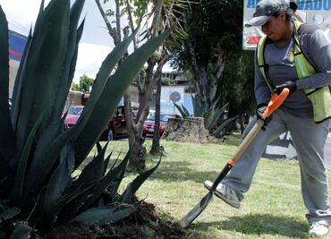 Reforestan camellones de la capital