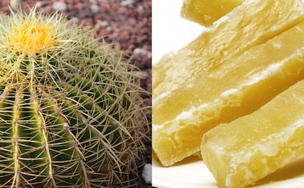 Acitrón, el ingrediente prohibido de los chiles en nogada