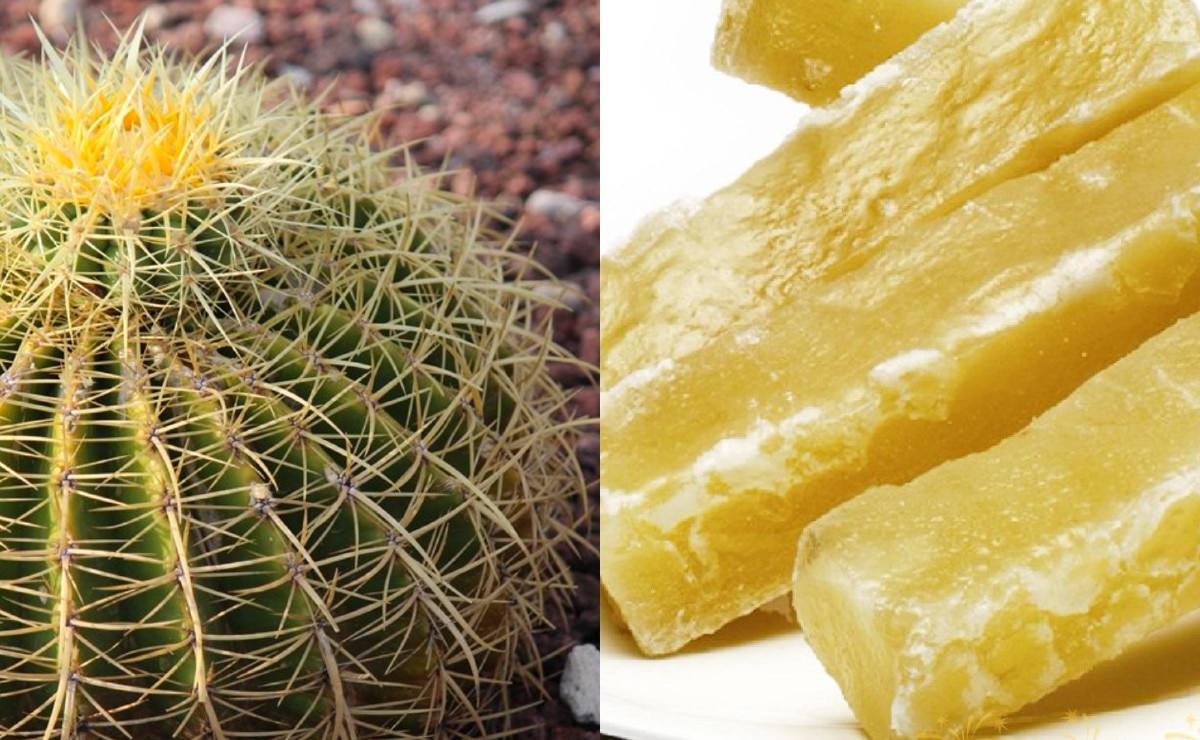 Acitrón, el ingrediente prohibido de los chiles en nogada