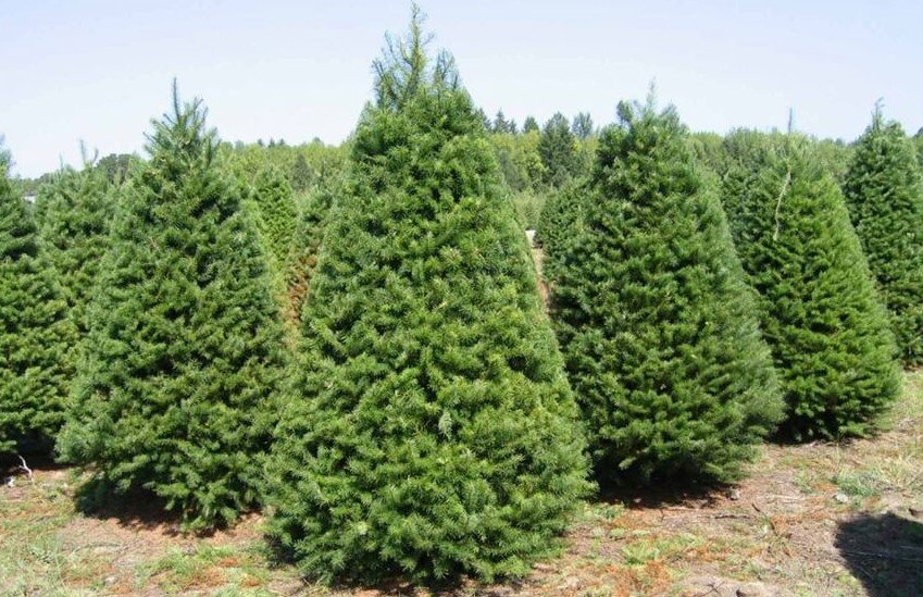 Esta oferta se ha vuelto cada vez más popular, ya que permite disfrutar de la temporada navideña de una forma más interactiva y en contacto con el entorno natural.

Foto: Producción El Universal Puebla