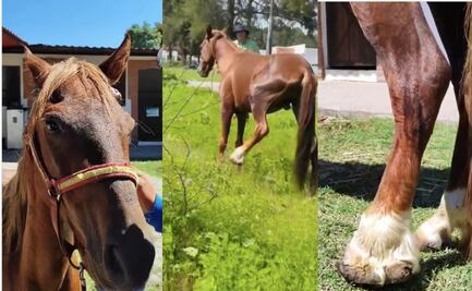 Otra vez hay luto en Cuacolandia, aplican eutanasia a Dólar para evitarle más dolor