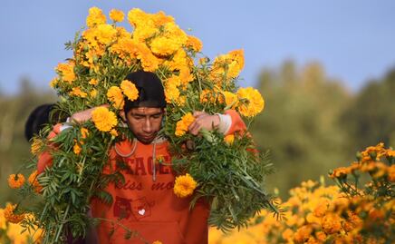 Puebla es el estado con más hectáreas dedicadas a la siembra de cempasúchil