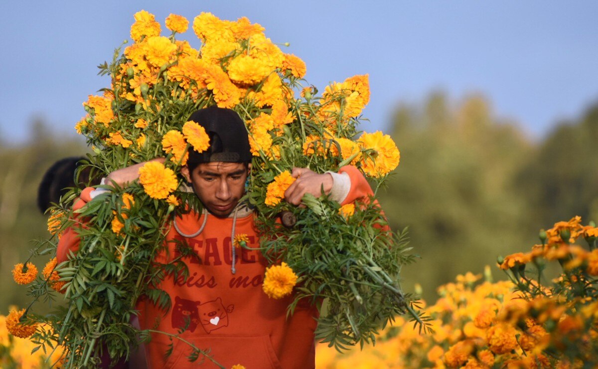 Puebla es el estado con más hectáreas dedicadas a la siembra de cempasúchil