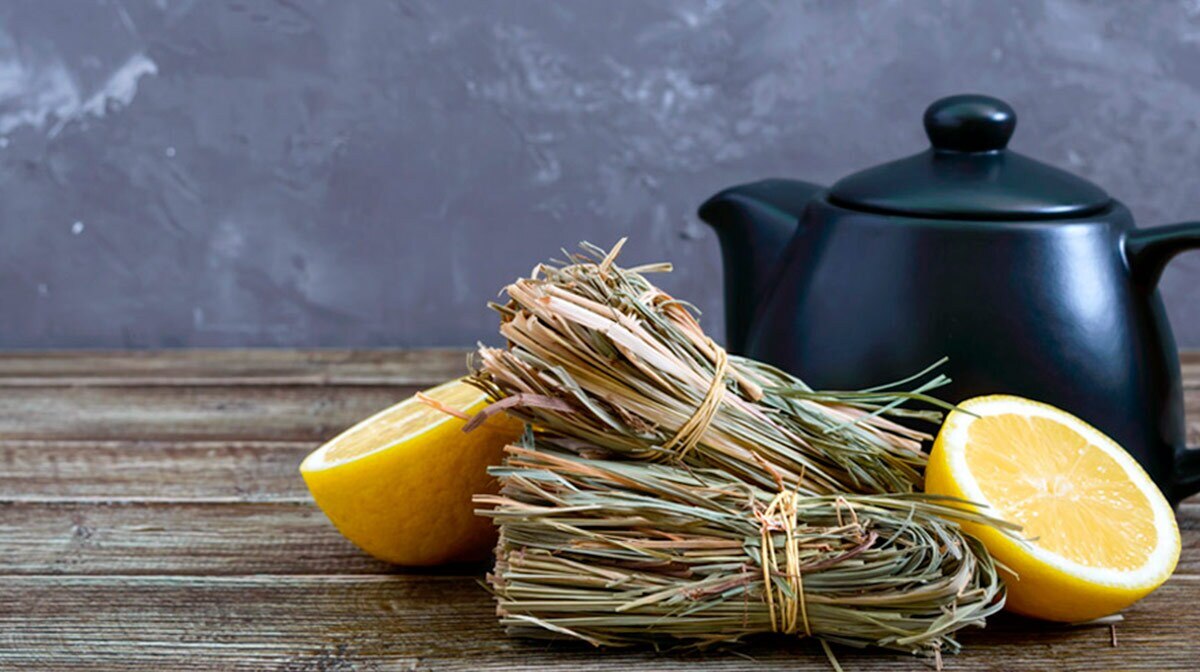 El zacate limón conocido científicamente como Cymbopogon citratus o hierba de limón, esta planta se utiliza para elaborar el conocido té de limón, debido a que la planta se caracteriza por un olor cítrico. 

Foto: Producción El Universal