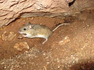 Estos animales exóticos y exclusivos de Puebla jamás los volveremos a ver, ya desaparecieron