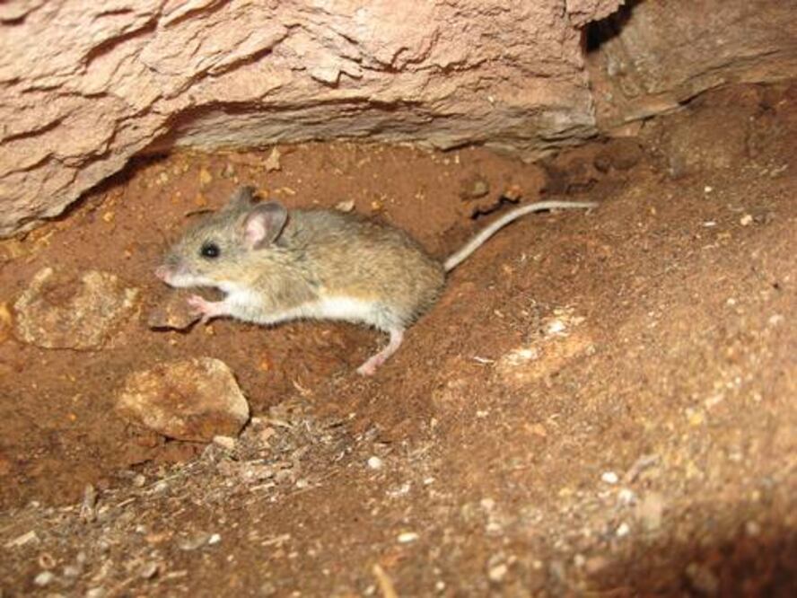 Estas especies tristemente se extinguieron en Puebla |