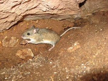 Estos animales exóticos y exclusivos de Puebla jamás los volveremos a ver, ya desaparecieron