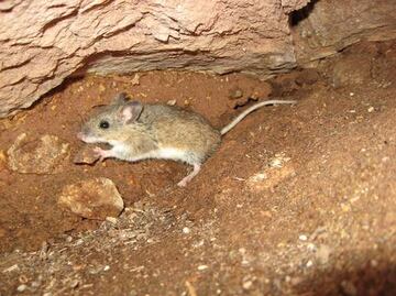 Estos animales exóticos y exclusivos de Puebla jamás los volveremos a ver, ya desaparecieron