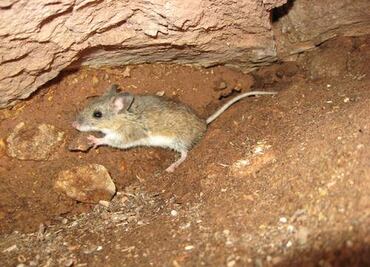 Estos animales exóticos y exclusivos de Puebla jamás los volveremos a ver, ya desaparecieron