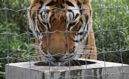 Africam Safari rescata 25 felinos maltratados del santuario Black Jaguar - White Tiger