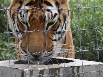 Africam Safari rescata 25 felinos maltratados del santuario Black Jaguar - White Tiger