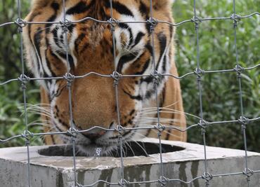 Africam Safari rescata 25 felinos maltratados del santuario Black Jaguar - White Tiger