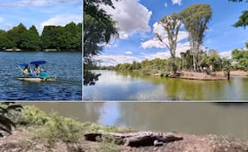 Cocodrilo de la Laguna de San Baltazar no es un riesgo para los visitantes, aseguran autoridades