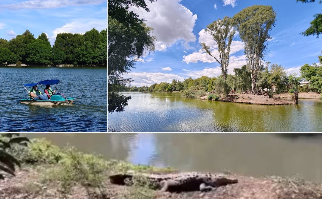 El cocodrilo de la Laguna de San Baltazar fue abandonado de manera clandestina | Foto: EsImagen/RRSS
