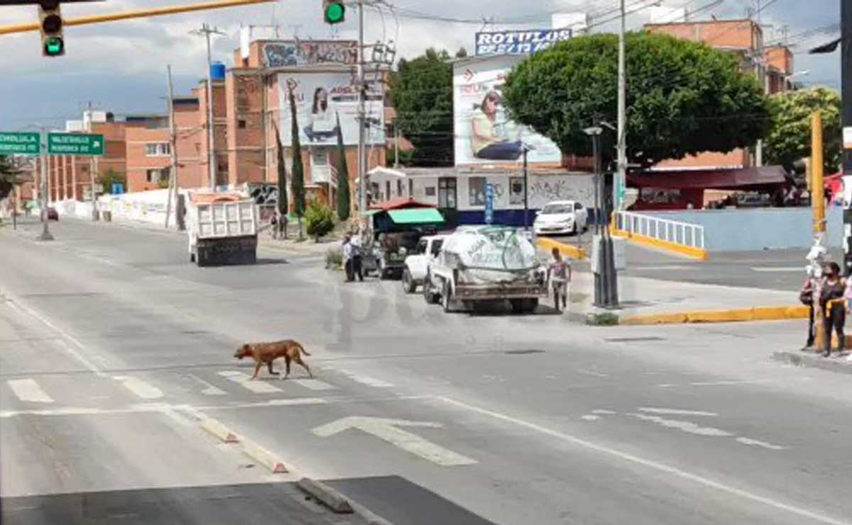 ¡Solovino dando el ejemplo! Perrito cruza la 11 sur por el paso peatonal