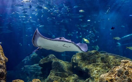 En estos lugares de Puebla puedes conocer animales exóticos