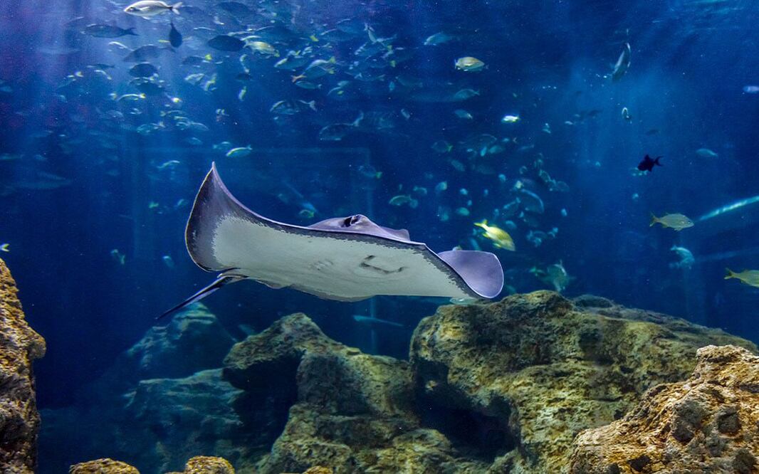 En el estado de Puebla hay muchos lugares para conocer animales exóticos | Foto: Acuario Michin