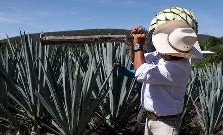 Proyectos poblanos llaman la atención de inversionistas de EU; agave mezcalero el más atractivo