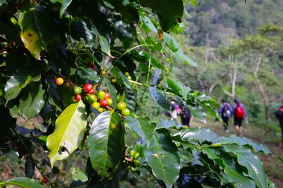 Este municipio de Puebla produce café de alta calidad, mejor que el de Colombia