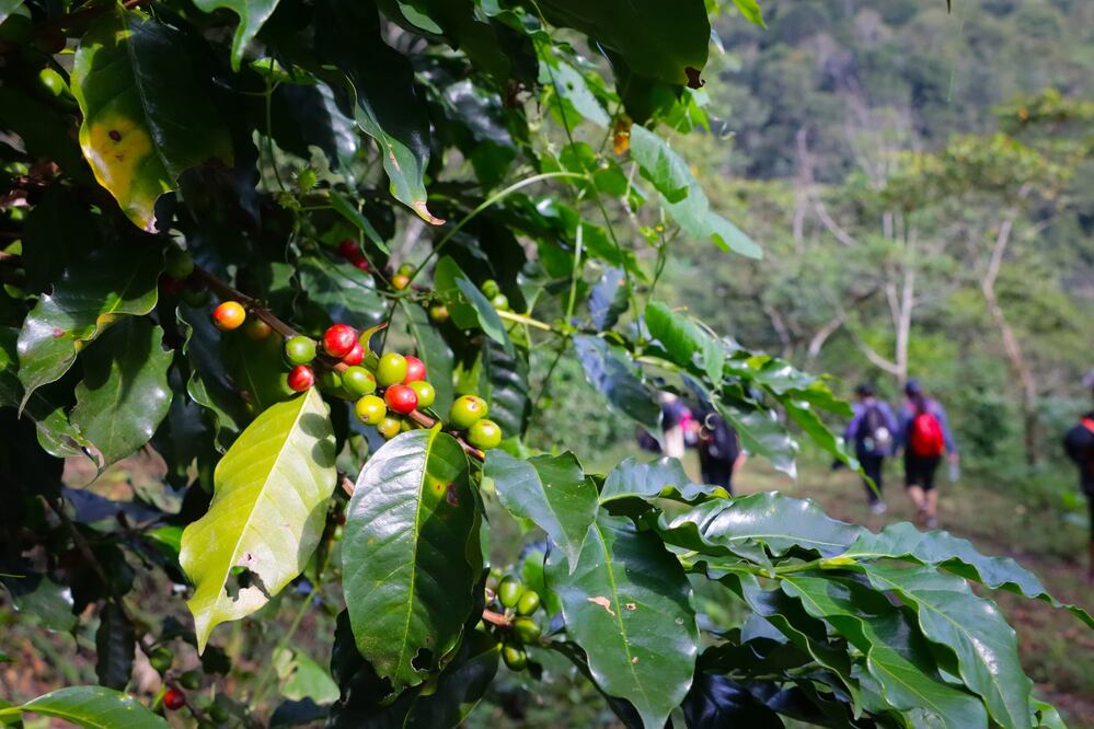 En Xicotepec se produce café de altura | EsImagen