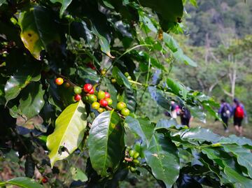 Este municipio de Puebla produce café de alta calidad, mejor que el de Colombia