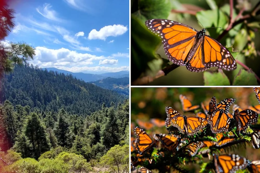 La Sierra Chincua recibe cada año a millones de mariposas monarca, y desde Puebla puedes verlas en su viaje | Foto: Google Maps Autumn Hernandez / David Melo Guevara / Baiker18