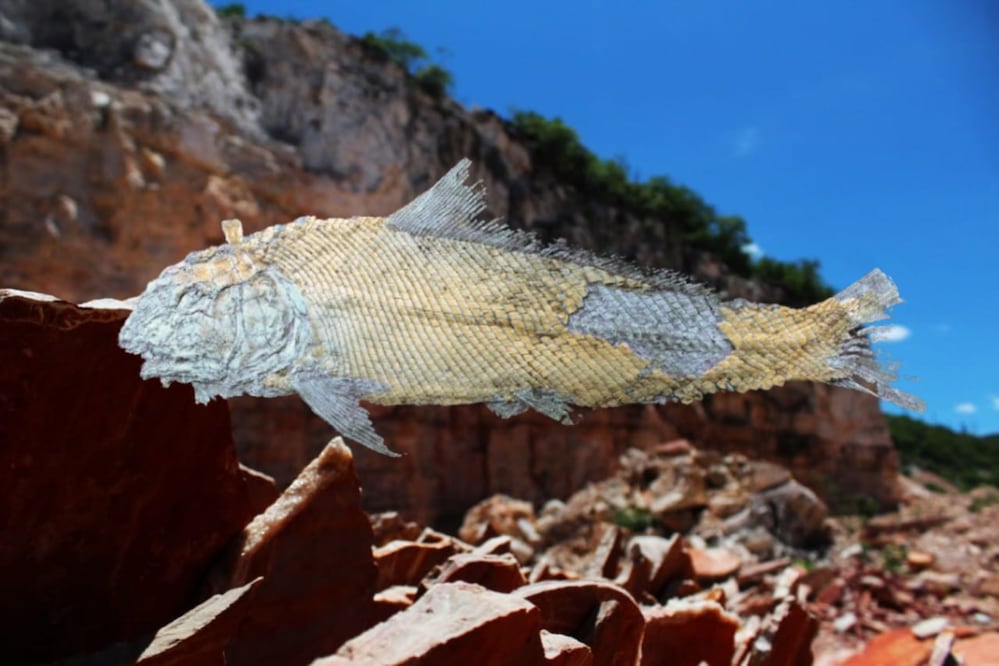 Este pez prehistórico vivió en el mar que cubría Puebla durante la era de los dinosaurios | Foto: Arqueología Méxicana / FB Museo Regional Mixteco-Tlayúa