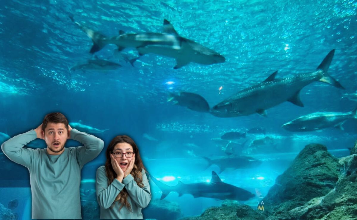 Puebla no tiene playa, pero puedes alimentar tiburones en este sitio turístico