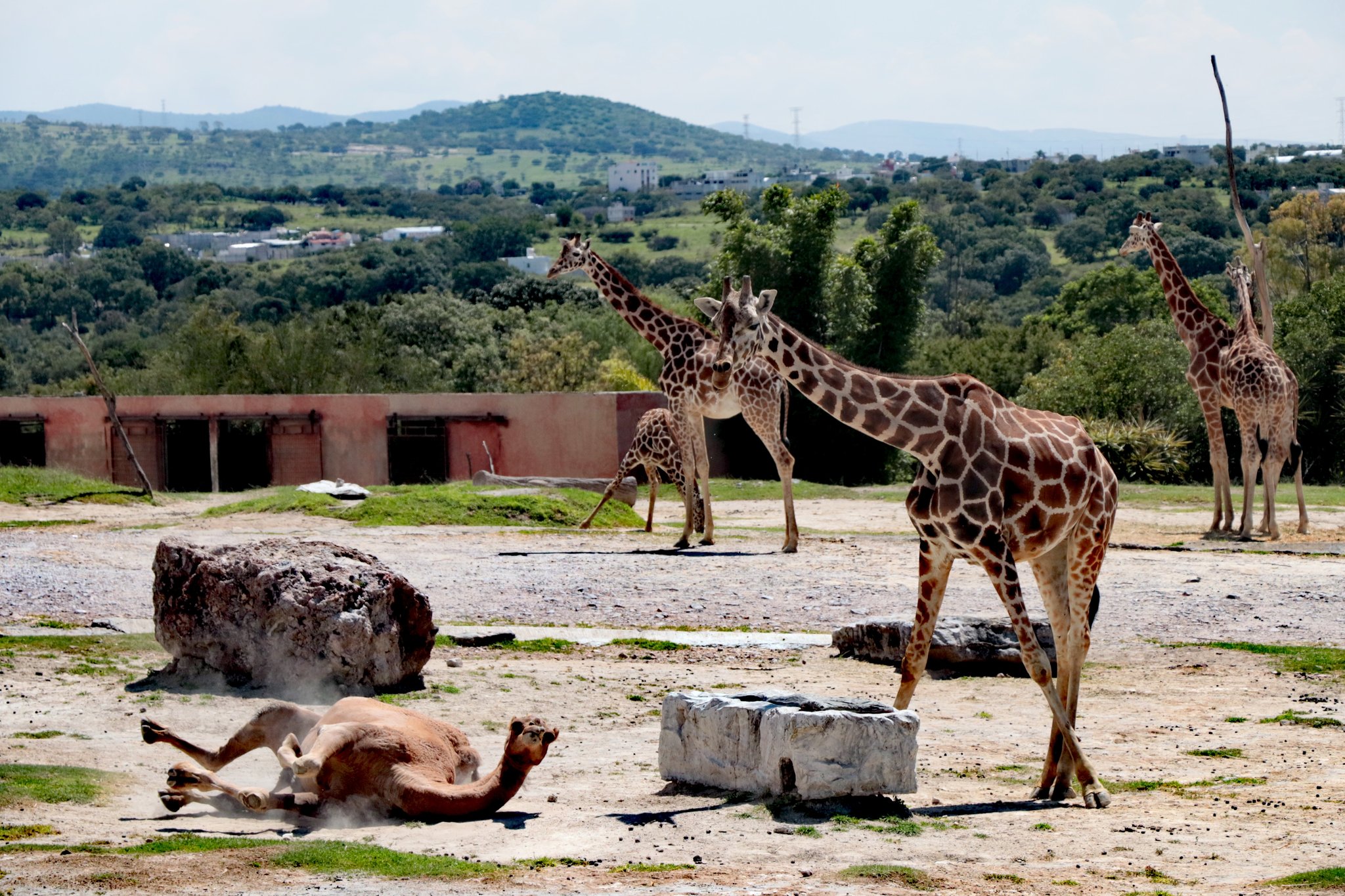 Foto: Facebook Africam Safari