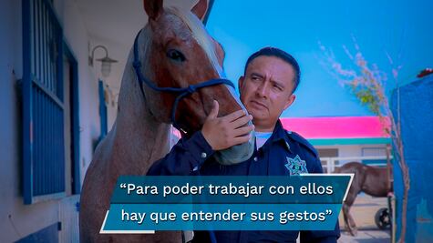 La vida de los caballos policía