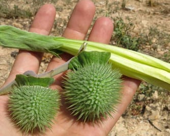 Burundanga, la droga que provoca sedación y amnesia