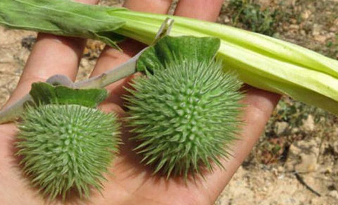 Presuntamente una joven fue rociada con esta sustancia en plena RUTA | Foto: Universidad Católica