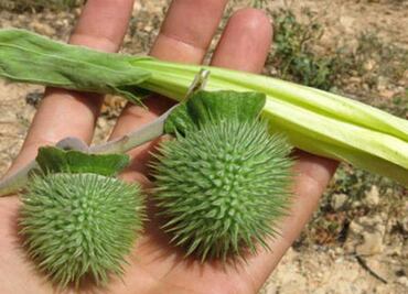 Burundanga, la droga que provoca sedación y amnesia