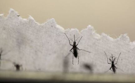 Dengue en Puebla: Hospitalizan a 8 pacientes en las últimas 24 horas