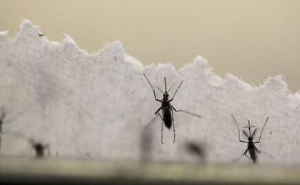 Dengue en Puebla: Hospitalizan a 8 pacientes en las últimas 24 horas