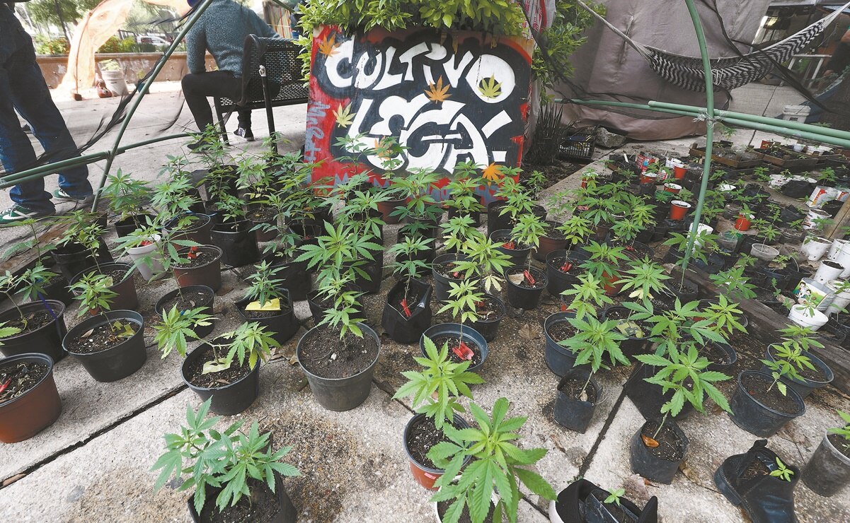 De aprobarse la nulidad de la prohibición, la Cofepris ya no podrá negar permisos para el autoconsumo. Foto: ARCHIVO EL UNIVERSAL